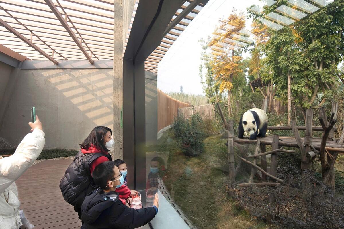 成都熊貓新舍: 溪谷林壑間的自然棲居 / EID Arch姜平工作室